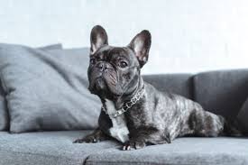 And while any breed can get fat, some breeds are predisposed to putting on extra pounds. Top 10 Apartment Friendly Dog Breeds