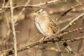 Image result for Nicolasia coronata