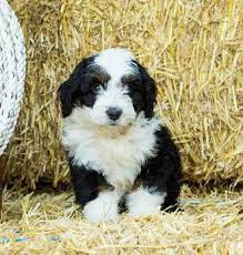 Mini bernedoodles are a small breed that brings a lot of fun and companionship to a family without requiring excess space. Tiny Bernedoodle Breeder Puppies For Sale