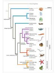 Solved Using The Phylogenetic Tree Where Should The Orig Chegg Com Phylogenetic Tree Life Science Cnidaria