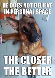 Germanshepherd Dogs Pinterest German Shepherd Dogs Dogs And Shepherd Dog Germanshepherd Do German Shepherd Funny Shepherd Dog German Shepherd Dogs