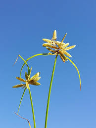 Image result for Cyperus chersinus