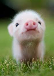 It S The Weekend It S Finally The Weekend Celebrate Your Friday Feeling By Finding Out Which Of These Ado Cute Baby Pigs Cute Baby Animals Baby Animals Funny