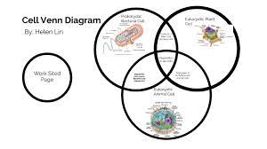 Check spelling or type a new query. Biology Cytology Venn Diagram By Helen Lin