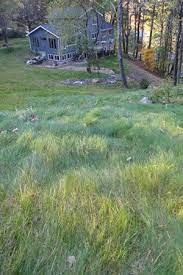 No Mow Lawn Seed Mix Prairie Nursery Low Maintenance Grass Seeding Lawn Lawn Alternatives Lawn And Landscape