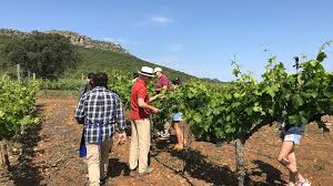 Последние твиты от bodega santa marina (@labodegadestama). Vina Santa Marina Ruta Del Vino Y Cava Ribera Del Guadiana