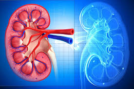 Image result for Renal Function