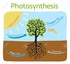 Photosynthesis Diagram Schematic Illustration Of The Photosynthesis