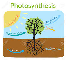 photosynthesis diagram schematic illustration of the photosynthesis