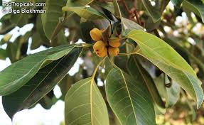 Image result for Ficus obliqua