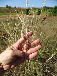 Image result for Bothriochloa radicans