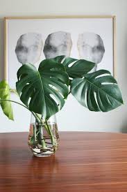 These cuttings are taken from sections of stems of this year's growth. Pin On Plant Mom