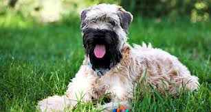 We raise soft coated wheaten terriers and bearded collies. Soft Coated Wheaten Terrier Health Insurance Embrace