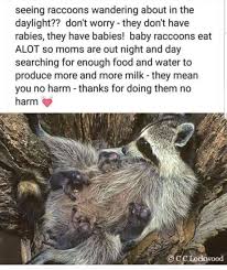 This is because most raccoons are active at night. Broadbent Wildlife Broadbent Wildlife Sanctuary