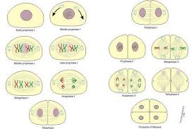 Cell division and aging of the organism. Phases Of Meiosis Meiosis Mitosis Cell Division