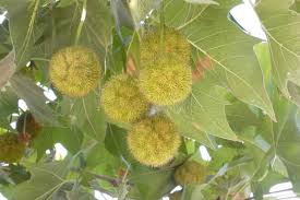 Image result for Platanaceae