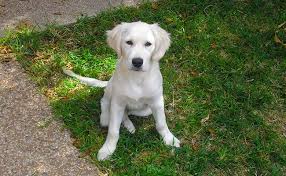 As of right now we have accepted 4 deposits on males and 3. Golden Retriever Puppies Must Know Facts And Traits Petmoo