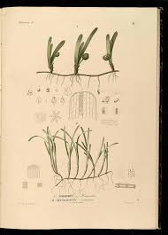 Image result for Thalassia hemprichii