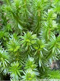 Image result for Huperzia bampsiana