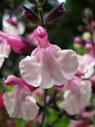 Redwood Barn Nursery Salvias Drought Tolerant Perennials Flowers Perennials Flower Seeds