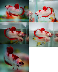 For Sale By Banleangbettas On Aquabid Com Red Koi Halfmoon Plakat Betta Fish