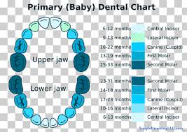 However, with pets' teeth cleaning products readily. Tooth Eruption Png Images Klipartz