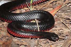 Red Bellied Black Snake Snake Australia Animals Dangerous Animals