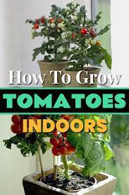 Everything About Growing Tomatoes Indoors Growing Tomatoes Indoors Indoor Vegetable Gardening Indoor Vegetables