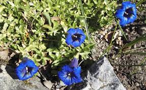 Image result for Gentianaceae
