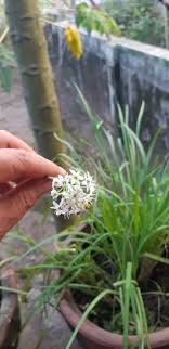 Maybe you would like to learn more about one of these? Allium Tuberosum Rottler Ex Spreng Mengenal Ciri Ciri Daun Kucai Planter And Forester