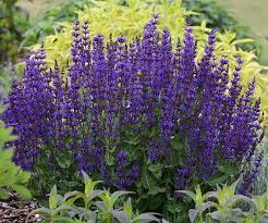 Check spelling or type a new query. New Perennials For 2015 Plants Flowers Perennials Perennials