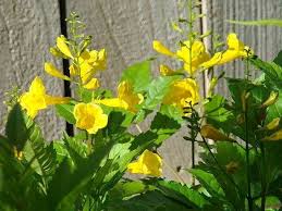 Native to texas (not part of edwards plateau or blackland prairie) plant height min. How To Grow Esperanza Yellow Bells Hunker Drought Resistant Plants Esperanza Plant Winter Plants