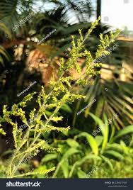 Image result for Arundinella