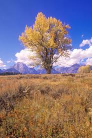 Kann man zum jetzigen zeitpunkt noch einen apfelbaum umpflanzen? Pappel Baum In Grossartigem Nationalpark Teton Jackson Wyoming Stockbild Bild Von Nationalpark Pappel 52296633