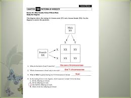 Chapter summary karyotypes 14.1 human transmission of human traits chromosomes human pedigrees from molecule to phenotype 14.2 human genetic disorders . 7 Human Heredity Definitions Male Female Karyotypes These Pictures Tell Us Two Types Of Info 1 If We Have The Correct Of Chromosomes 2 Gender Ppt Download