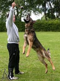We collected up to 57 ads from hundreds of classified sites for you! German Shepherd Puppies For Sale Personal Protection Dogs For Sale Family Protection Dogs For Sale Police Dogs For Sale German Shepherds For Sale