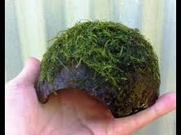 Java Moss Nasil Sarilir Youtube Java