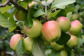 My experience growing fruit trees in my yard to provide my family fresh fruit all year in southern california, and some tips on how you might too. European Fruit Trees Southern California