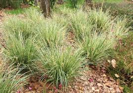 Image result for Chlorophytum stolzii
