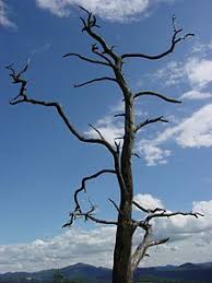 Ulla zeichnet ein großes vogelhaus neben der schule mit schönen fasanen und einem pfau. Baum Wikipedia