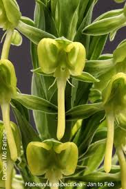 Image result for Habenaria epipactidea