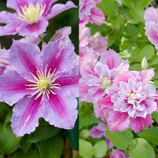 In cooler climates, this plant blooms non stop from late spring through early fall. Buy Clematis Piilu J Parker Dutch Bulbs