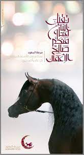 almuawd stud arabian horse arabians horses