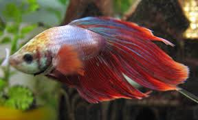 The Pet Parade Types Of Betta Fish Diseases