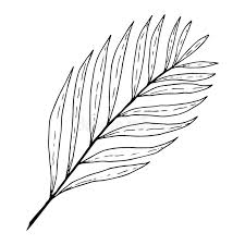 Free for commercial use no attribution required high quality images. Palm Leaf Black White Stock Illustrations 23 792 Palm Leaf Black White Stock Illustrations Vectors Clipart Dreamstime