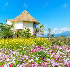 Cottage of flowers promo code. Cottage And Cosmos Flower Garden Rural Scenery Stock Photo Picture And Royalty Free Image Image 71052071