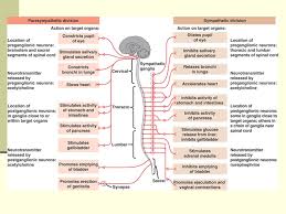 Central Nervous System Cns Peripheral Nervous System Pns