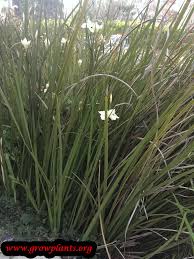 Image result for Dietes