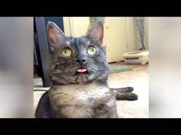 Hilarious Cats Prepare Yourself For Ultra Laughter Funny Cat Videos Compilation Youtube