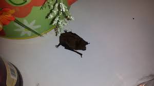Macomb county health department, mt. Emergency Wildlife Removal Services Michigan Wildlife Solutions